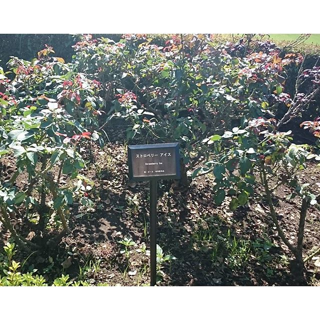#新宿御苑 の #バラ園 の #バラ は #美味しそうの件 種類いっぱいあったけど、花がどれも咲いてないね。#さむねこさんぽ #散歩 #ストロベリーアイス
