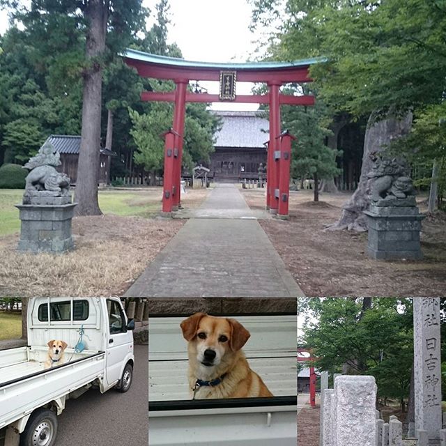 「 #日吉神社 」ですにゃ！軽トラの後ろが小屋？の犬がいる所の隣の神社だね。なんとも言えない顔の犬やね
