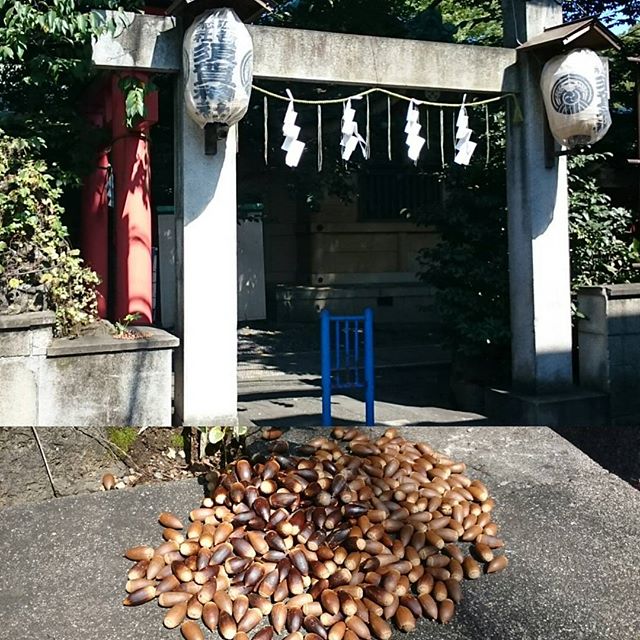 #須賀神社 に #トトロ が出る件 #どんぐり 山盛りであるね #散歩 #さむねこさんぽ