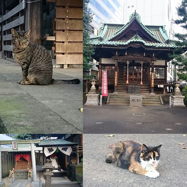 #内藤新宿太宗寺 ですな。 #塩かけ地蔵 ってのがありますた。猫がすげいいます。 #さむねこさんぽ #猫スポット #散歩 #新宿