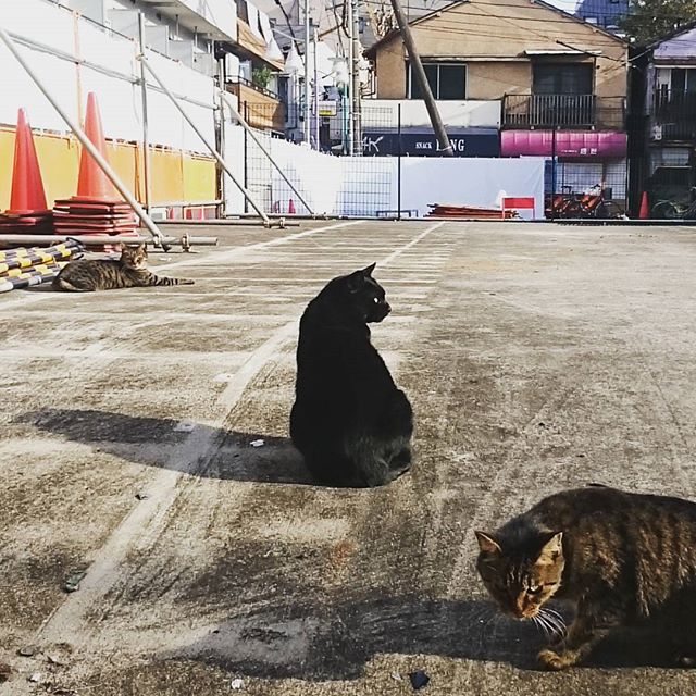 #駐車場の猫 あくびはしていない様子。 だらっと過ごしたい… #武蔵小山 #猫 #再開発地区
