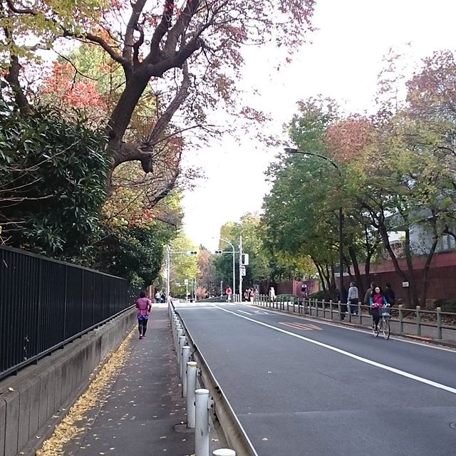 #山手線一周 #上野公園 のうらっかわだね！ 来週は #上野公園 いろいろいけるかな？ #さむねこさんぽ #散歩 #実況 #嫁探しの旅