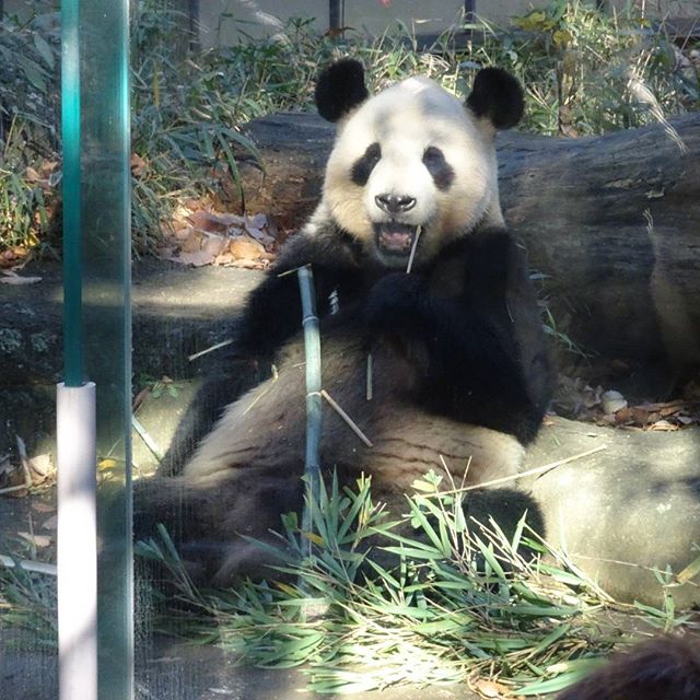 #パンダ 大きくなったらさ #上野動物園 のパンダ になろうと思います！ ちゃんとタイヤとかも使いこなして写真対応出来ます！ #将来の夢 #SONY #hx90v #サイバーショット