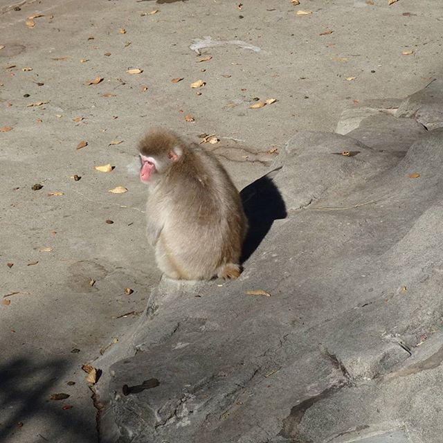 #猿 背中で語るタイプ #年賀状 に使えるでしょ？ 体操座りしてる猿もあったけどさ、フン的なあれがうつりこんでるからさ。正月につかえにゃい？ #上野動物園