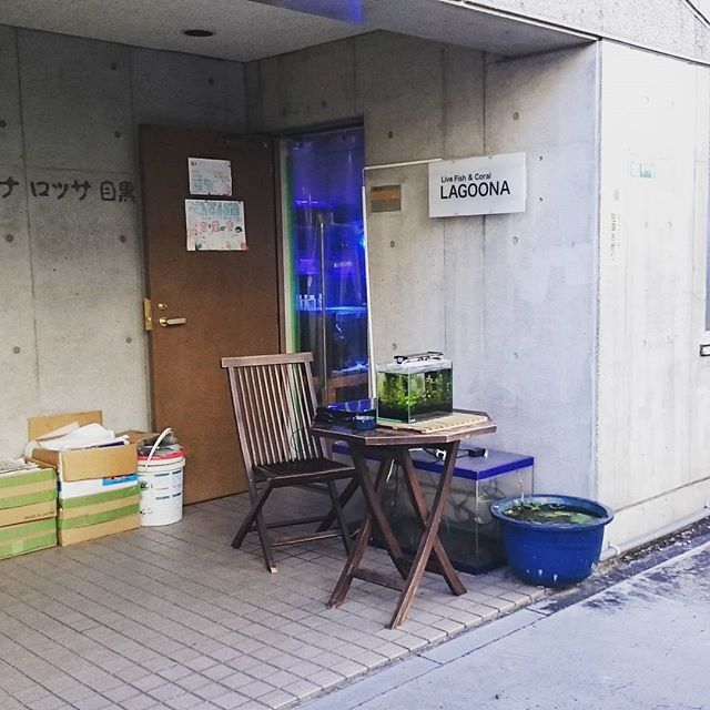 #武蔵小山 #熱帯魚屋 発見！ #都道420号 を #学芸大学駅 方面に行くとあるにゃ。 気になるけど #入りにくい店 ですにゃ。今日は勇気持ってくるの忘れたから今度で！ #散歩