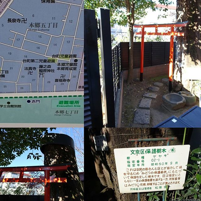#東京散歩 #藤之森稲荷神社 #商売繁盛 の #パワースポット ですにゃ。#東京大学 の #赤門 から一番近い無名な #神社 #けやき の切り株が超でかいね #tokyo