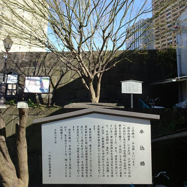 #東京散歩 #飯田橋駅 近くにある #牛込橋 近くにある 木と石ですな。たぶんこの石的なのをあれして作ったんじゃないのかなぁ？ #東京 #中央線 #tokyo