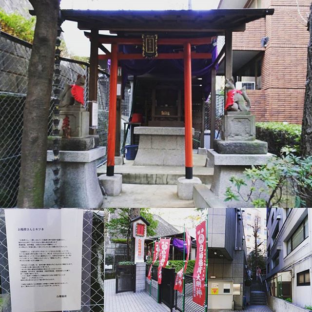 #東京散歩 #白菊稲荷神社 #白菊稲荷大明神 #商売繁盛 の #パワースポット ですにゃ。侍猫さんつながりにご利益ありますように！