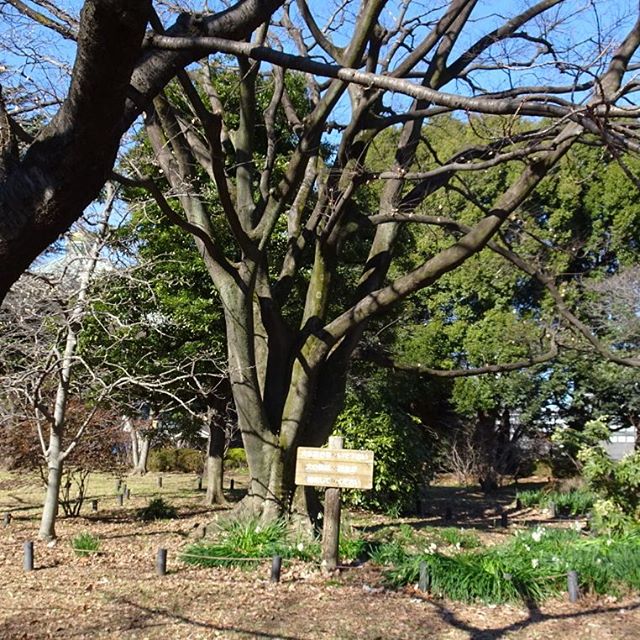 #東京散歩  #日本武道館 #犬を離さないでください の木ですにゃ。珍しい名前の植物がいっぱいだね！ #東京 #散歩