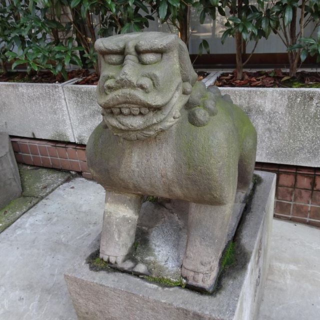 #東京散歩 #市谷亀岡八幡宮 の #狛犬 が #ぶさいく 過ぎるんですけど！  #東京 #散歩 #tokyo #komainu