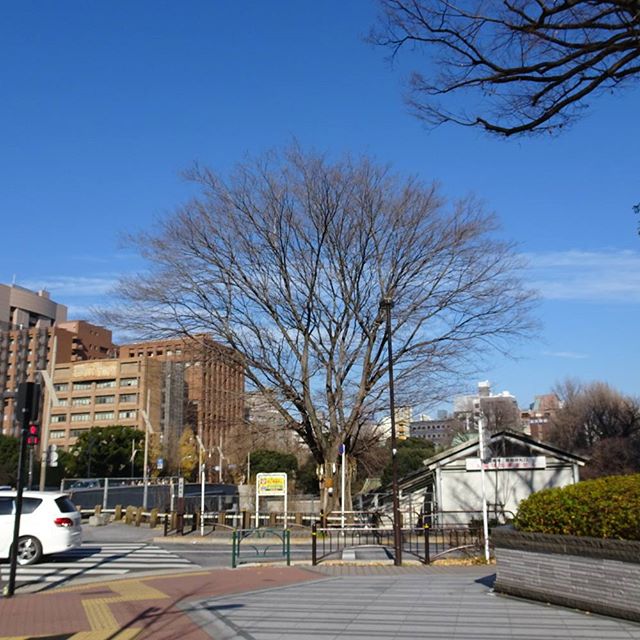 #東京散歩 #御茶ノ水駅 の駅前にある #椋の木 #むくのき ですにゃ。  #厄除け #健康 の #パワースポット ですにゃ。 #太田姫稲荷神社 関連してるみたい