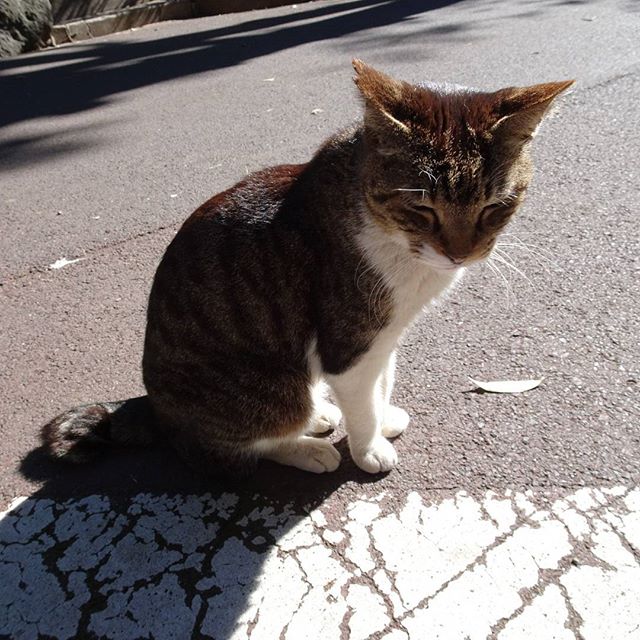 #東京散歩 #猫 #ホテルニューオータニ 油断しすぎ！ #cat  #tokyo