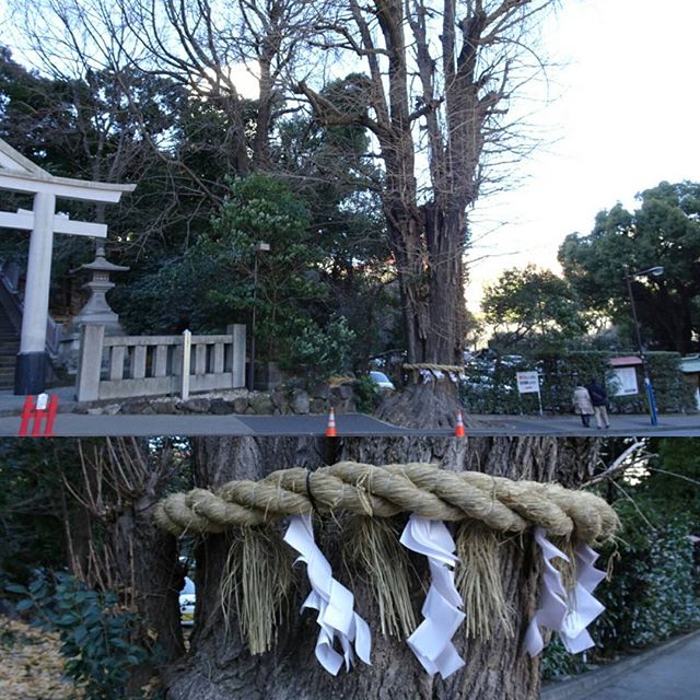 #東京散歩 #日枝神社 #御神木 がなんかすごいからとりあえず撮影しとこう #東京 #散歩 #tokyo