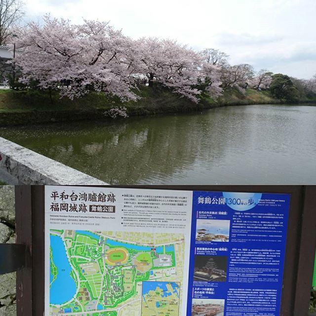 #福岡城 結婚式が始まるまで時間があったので #福岡城 を見に行くにゃ！桜がすげぇ！ #旅猫 #嫁探しの旅
