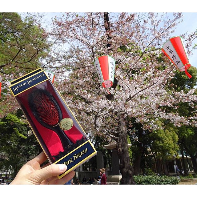 #桜 と #メイソンピアソン ですにゃ。 二万円超える高級ブラシの自慢にゃ！ #上野公園 #大人の力 #masonpearson