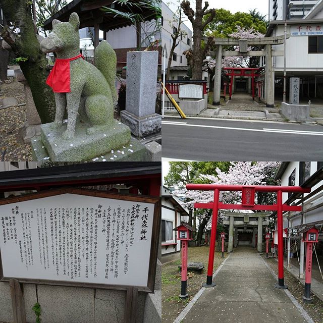 #千代森神社 #商売繁盛 の #パワースポット ですにゃ。侍猫さん繋がりにご利益がありますように～ #旅猫