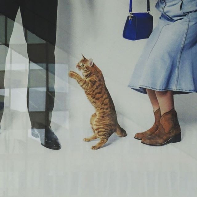 #ルーティーン この後が気になるところにゃ！ #猫 #博多シティ #AMU #旅猫 #嫁探しの旅