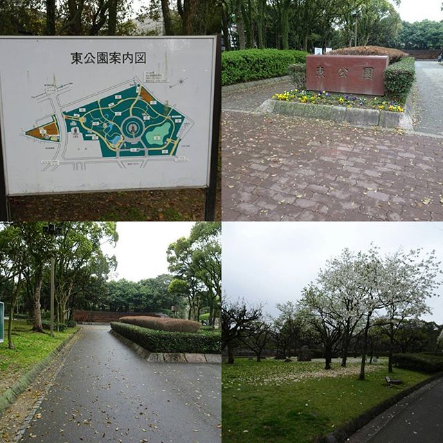 #東公園 ですにゃ。#九州大学  やら #県庁 らへんにあるでっかい公園にゃ。桜もあるにゃ～ #旅猫