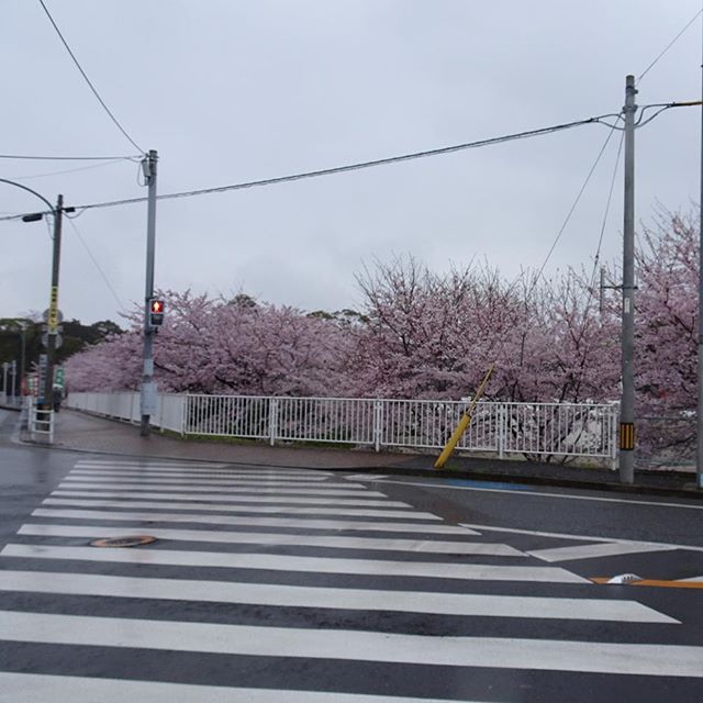 #香椎神宮 の #桜 すごいにゃ！桜のピンクがきれいやね #旅猫 #嫁探しの旅 #福岡
