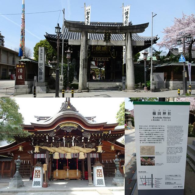 #櫛田神社 #縁結び #不老長寿 の #パワースポット ですにゃ！たぶん縁結び系の神社行った回数は日本平均を軽く超えてるにゃ！ #旅猫 #shrine