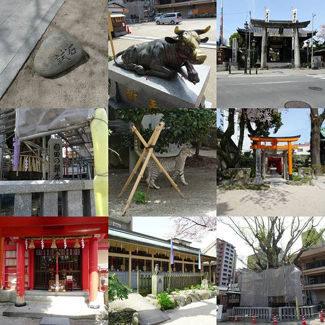 #櫛田神社 も大きい #神社 だったから #ダイジェスト で！ #猫 もいたにゃ！ #旅猫 #嫁探しの旅