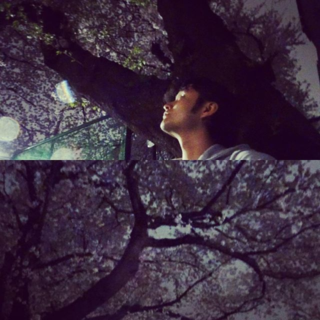 #桜の木の下で待ってみた …が特に何もありませんでした。現実はこんなもんですにゃ #嫁探しの旅