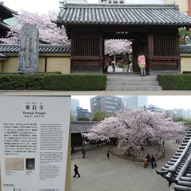 #東長寺 日本一大きい木造の大仏があるお寺ですにゃ！確かにデカイね。木造だからね。うにゃ #旅猫