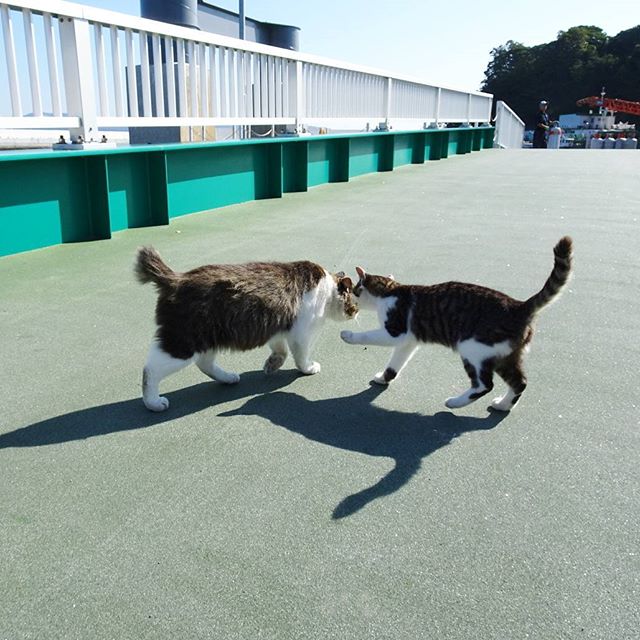 宮城県の猫島へ行ってみた！早くもフェリー乗り場で2匹目も登場！ #侍猫さんぽ #猫島 #猫 #ねこ