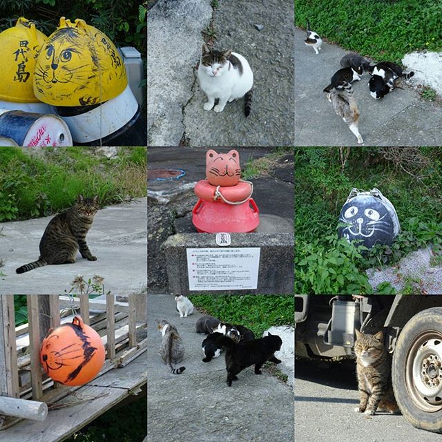 宮城県の猫島へ来てみた！大泊エリアの猫達ですな。こちらはアート作品が多いね～。グッとくるね。 #侍猫さんぽ #猫島