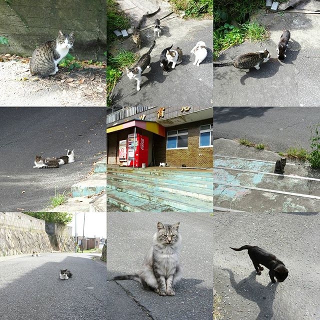 宮城県の猫島へ行ってみた！阿部ツ商店付近の島猫！猫の縄張りってあるんですねぇ～。昨日と同じ猫が多い気がする？？ #ねこあつめ #侍猫さんぽ #猫島