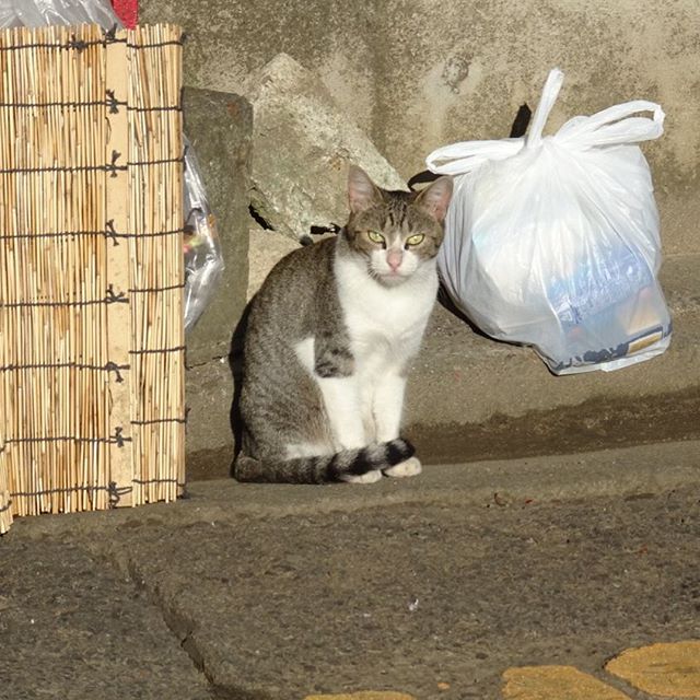 福島駅周辺の散歩 猫発見！カメラなれしてるのか？？ #侍猫さんぽ