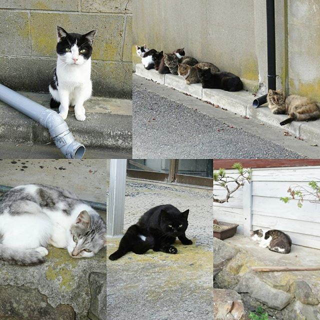 宮城県の猫島へ行ってみた！夕方になると冷たい風が吹いてだらっと寝ていた猫達が丸型のフォームになります。 そろそろ海浜館で晩御飯だから帰りますよ。 #侍猫さんぽ #猫島