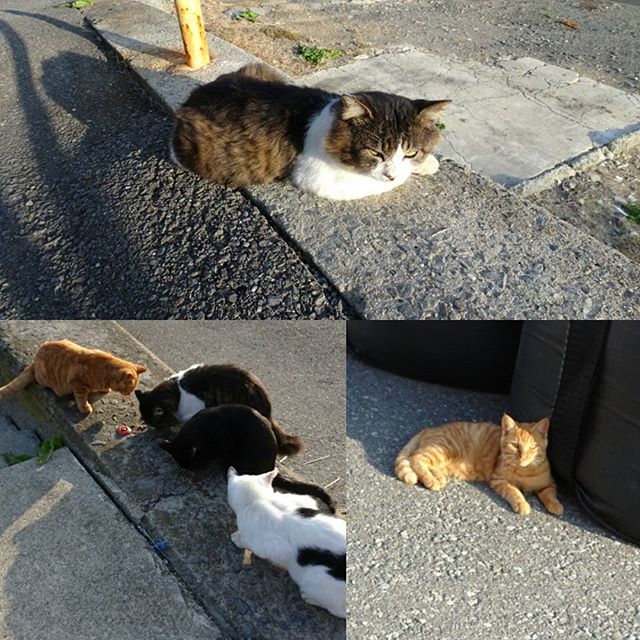 宮城県の猫島へ行ってみた！ なんか猫島は全体的に黒猫が多い気がする。カラスから生き延びやすい色なのかもね。茶虎猫なかなか見ないもんね #侍猫さんぽ #猫島