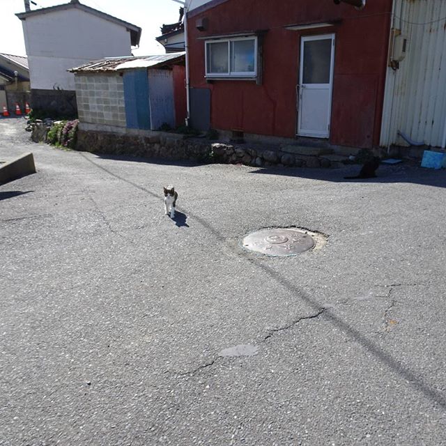 宮城県の猫島へ行ってみた！今日の第１島猫発見！ #侍猫さんぽ #猫島
