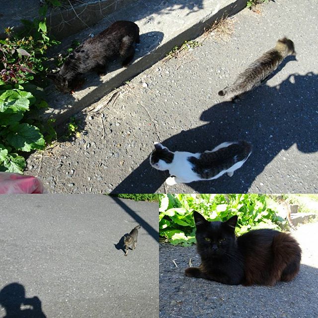 宮城県の猫島へ行ってみた！ #猫島 #猫 #ねこ #cat #cats #catsisland #ねこあつめ #リアルねこあつめ