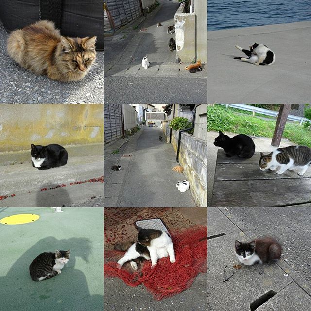 宮城県の猫島へ行ってみた！フェリーに向かう途中の道のりで本日最後の #ねこあつめ ！今日は寒いから丸型の猫が多いですな。手を折り畳んでるのがグッとくるね！ #侍猫さんぽ #猫島