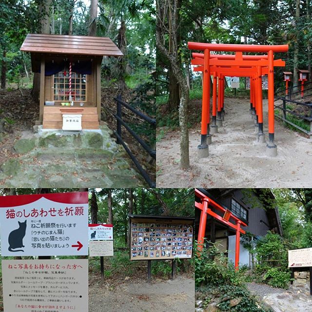 福島駅周辺の散歩 #ねこ稲荷神社 は飼い主さんたちの写真がいっぱい！ #ねこ #猫 #侍猫さんぽ
