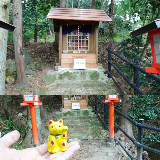 福島駅周辺の散歩 #ねこ稲荷神社 でねこパワー的なのをこの招き猫にチャージしたいと思います。この黄色は文鎮なのですげえ重たい猫です。 #ねこ #猫 #侍猫さんぽ