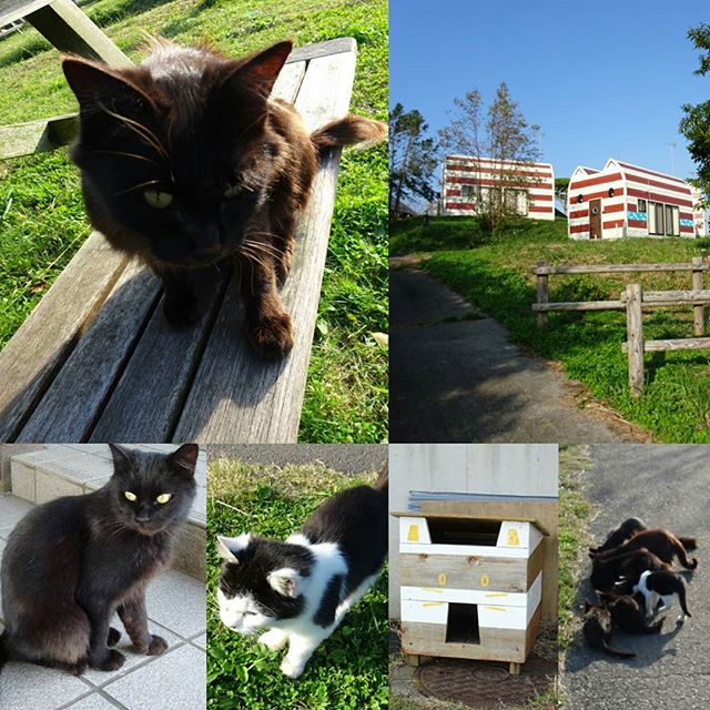 田代島は猫の形した宿泊施設がいっぱい！どれも少しデザインがちがくて漫画家さんごとの個性が出てくるわけですな。 #侍猫さんぽ #猫島 #マンガアイランド