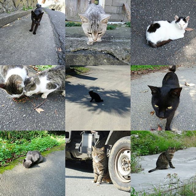 宮城県の猫島へ行ってみた！たまに渋い顔の猫がいるね。 #猫島 #猫 #ねこ #cat #cats #catsisland #ねこあつめ #リアルねこあつめ