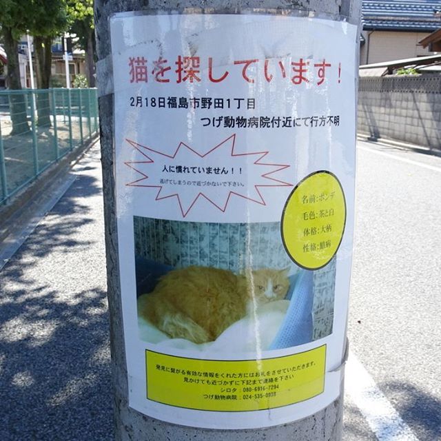 福島駅周辺の散歩 #猫を探してます ポンチを見つけたら連絡してあげてね！ #侍猫さんぽ