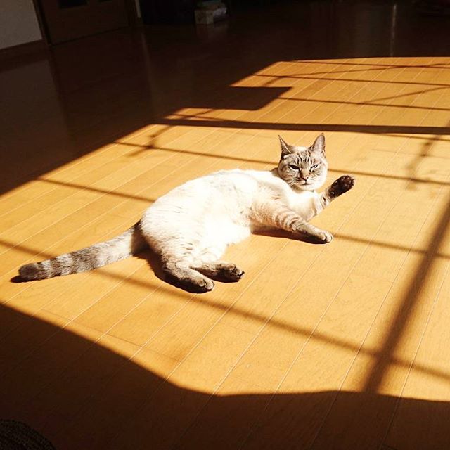 日向でゴロゴロしてたいにゃぁ… #猫 #cat