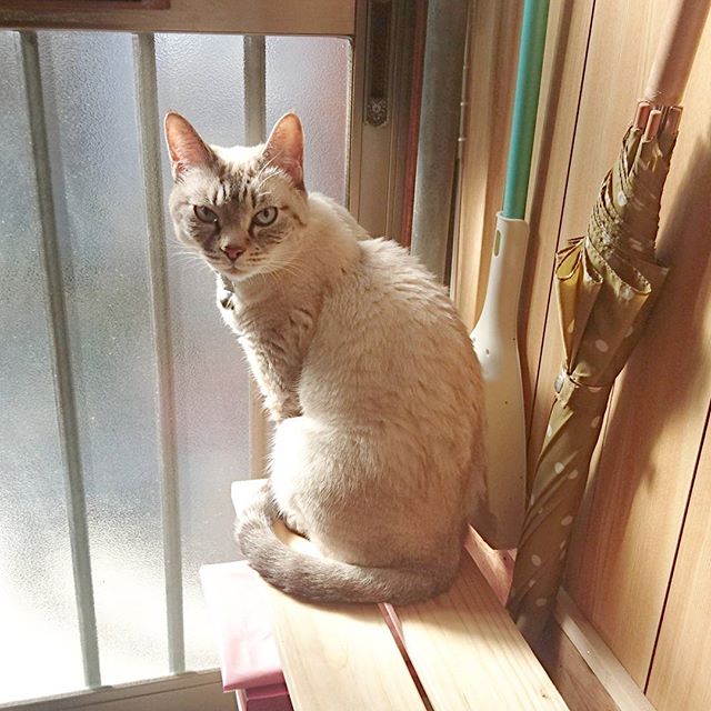 侍猫さんの夏休み #053 玄関では猫がお出迎え。とりあえず、ミッションをこなします。  #大阪 #japan #trip #travel #猫 #ねこ #cat