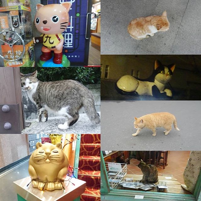 #侍猫さん台湾へ行く #028 そうそう、台湾でやった #猫あつめ だよ。不細工な猫が味わいを感じますな#台湾 #台湾旅行 #旅行 #台北  #taiwan #taipei #sheraton #士林夜市 #クイーンズヘッド #野柳地質公園 #ねこ #猫 #cat #ねこあつめ