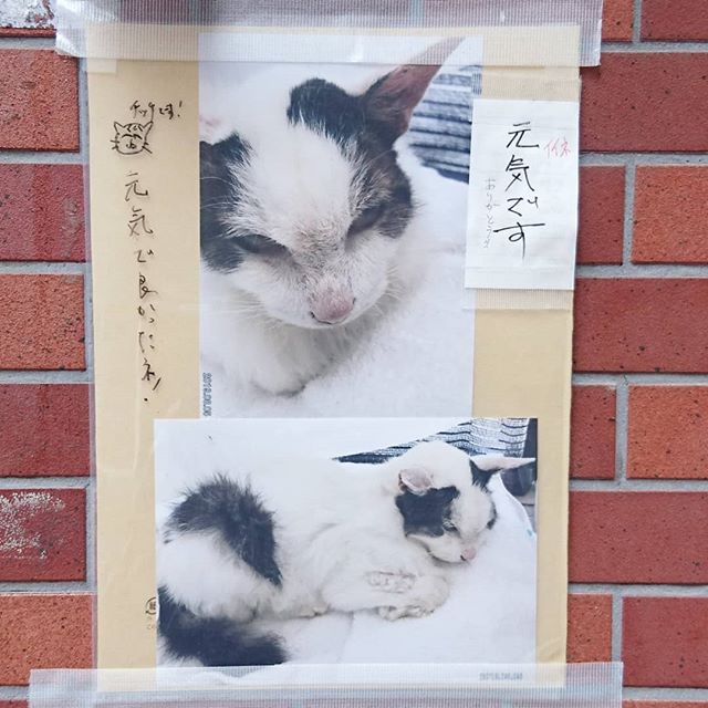 武蔵小山で一番有名な猫のアイツは元気だって！商店街を出てすぐにある寿司屋の室外機を寝床にしていたあの牛猫だよ！チッチって名前があるの知らなかったよね。 #猫情報 #武蔵小山 #牛猫
