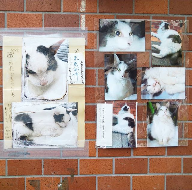 武蔵小山で1番有名な猫のアイツの写真が増えたよ！ 商店街出て業務スーパー隣にあった寿司屋のエアコン室外機を寝床にしていた猫のアイツは元気みたいですぞ！ #武蔵小山 #猫