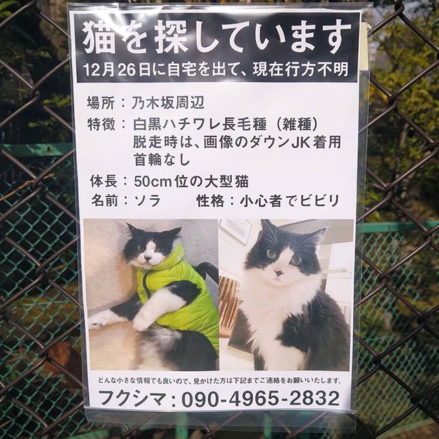 #迷い猫乃木坂らへんかな？