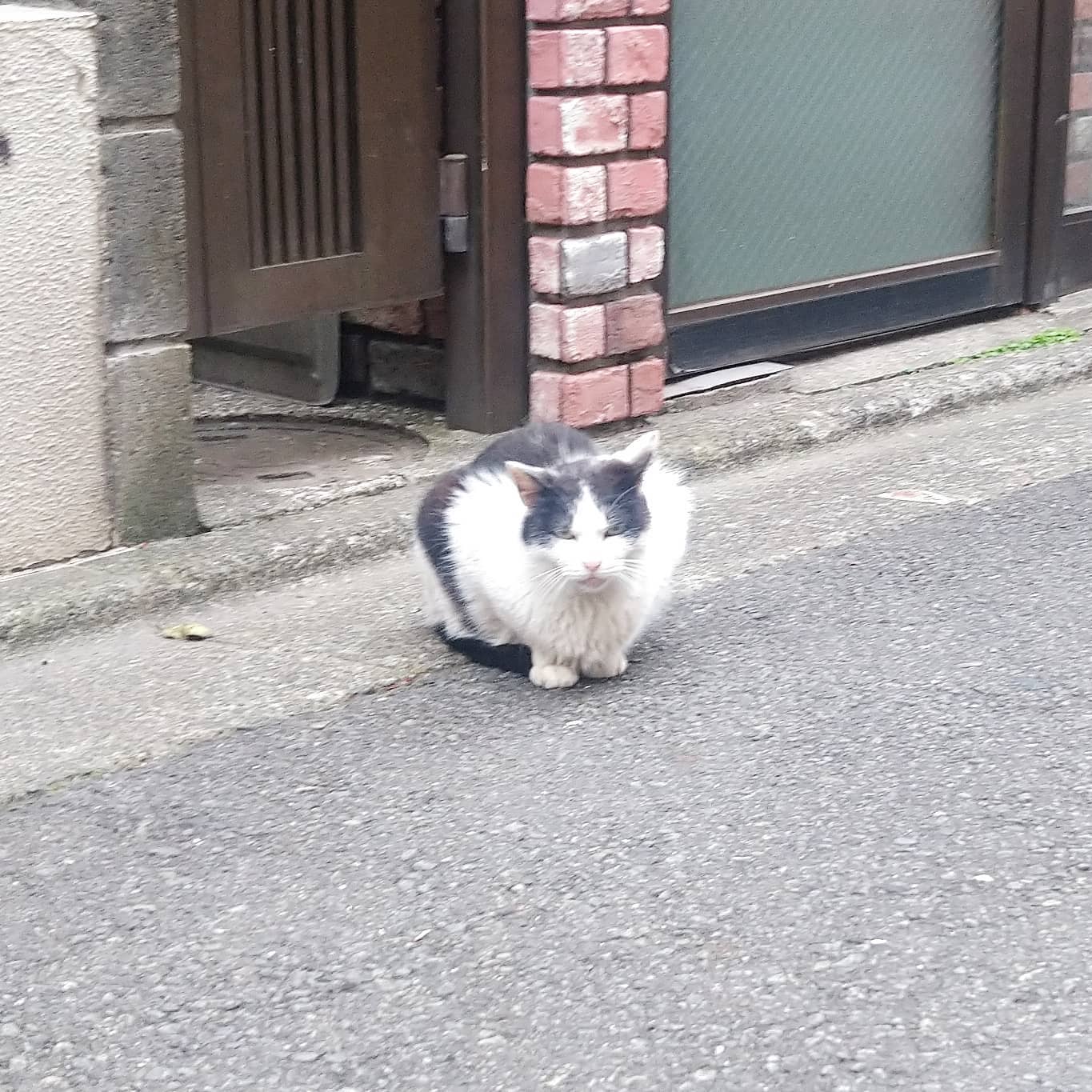 #武蔵小山 #猫 えぇ面構えしとる… 駅前に  #りゅえる って飲み屋街があった頃は猫沢山見かけたんだけどねぇ。今は、タワマンできちゃって綺麗になっちゃったね。今や猫はドラクエウォーク中に稀に出会える珍獣になってしまいましたな #武蔵小山の猫コレクション